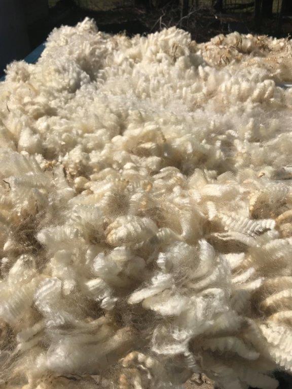 Fleece Prep Class being held at River Cottage Farm, Adolphus, KY, April 1 and April 8.
